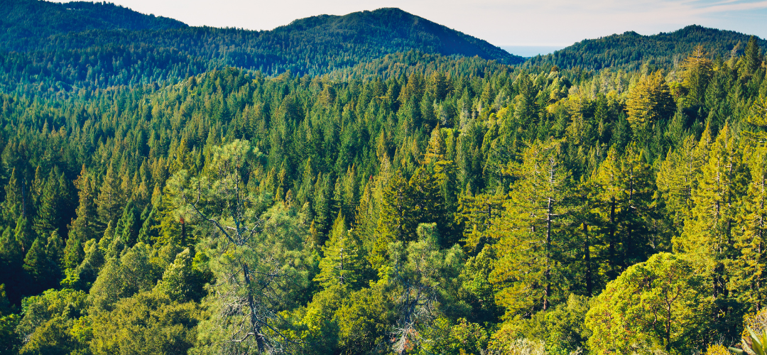 Development of instructions on Future Scenarios on Forest Management and a Guidebook for the Toolbox 